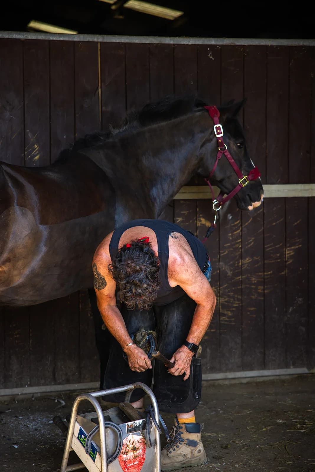 Horses in the stable yard