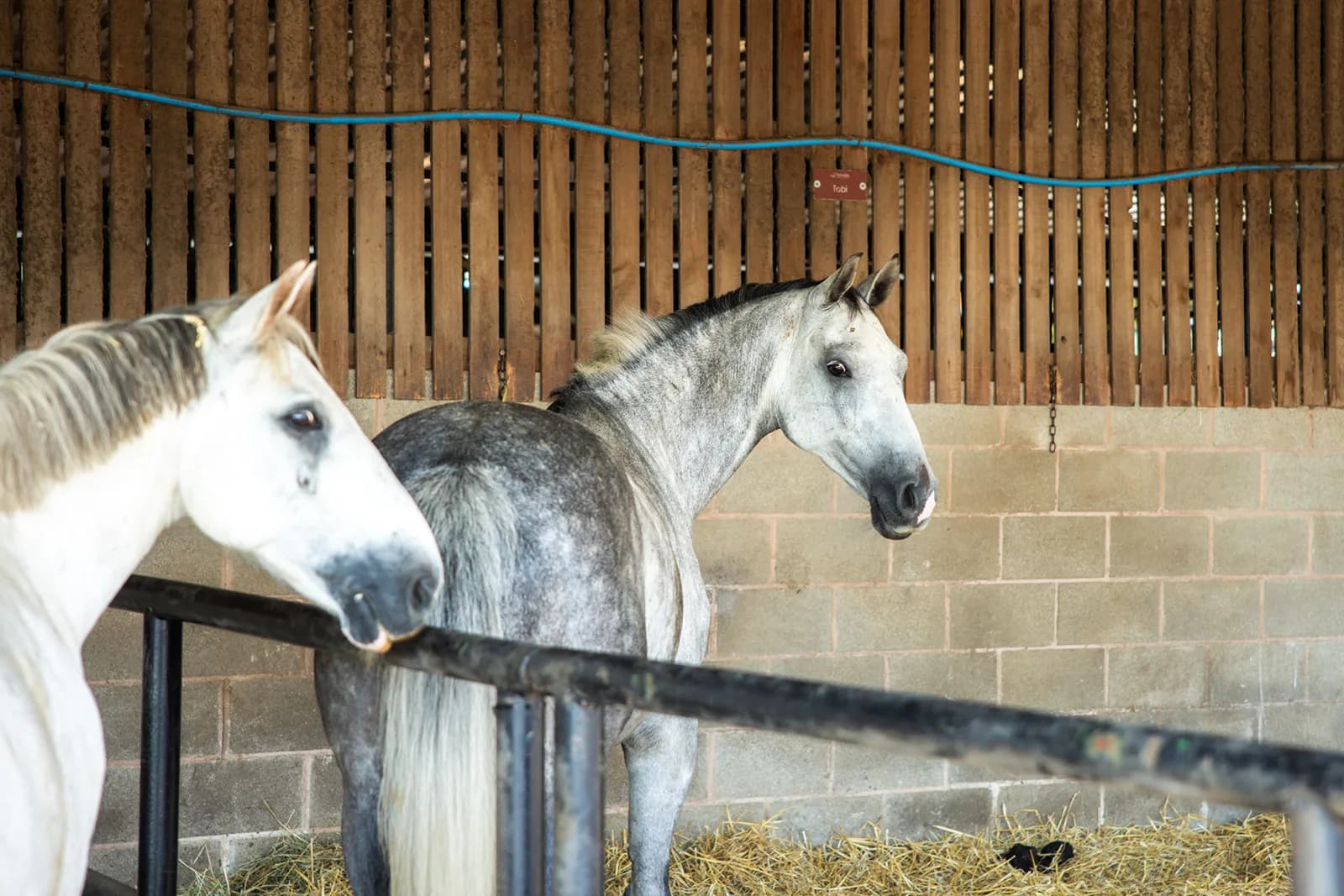 Two grey horses standing together in a stable at Trentvalley Equestrian Centre
