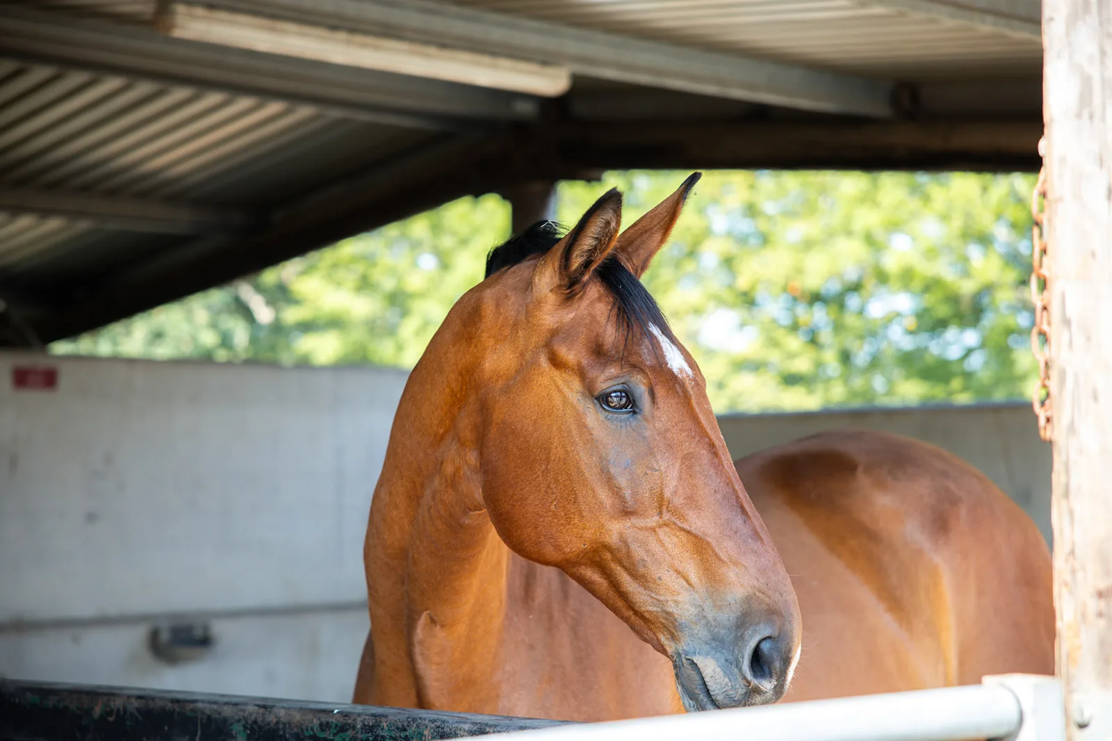 Bay horse portrait in a barn stable at Trentvalley Equestrian Centre