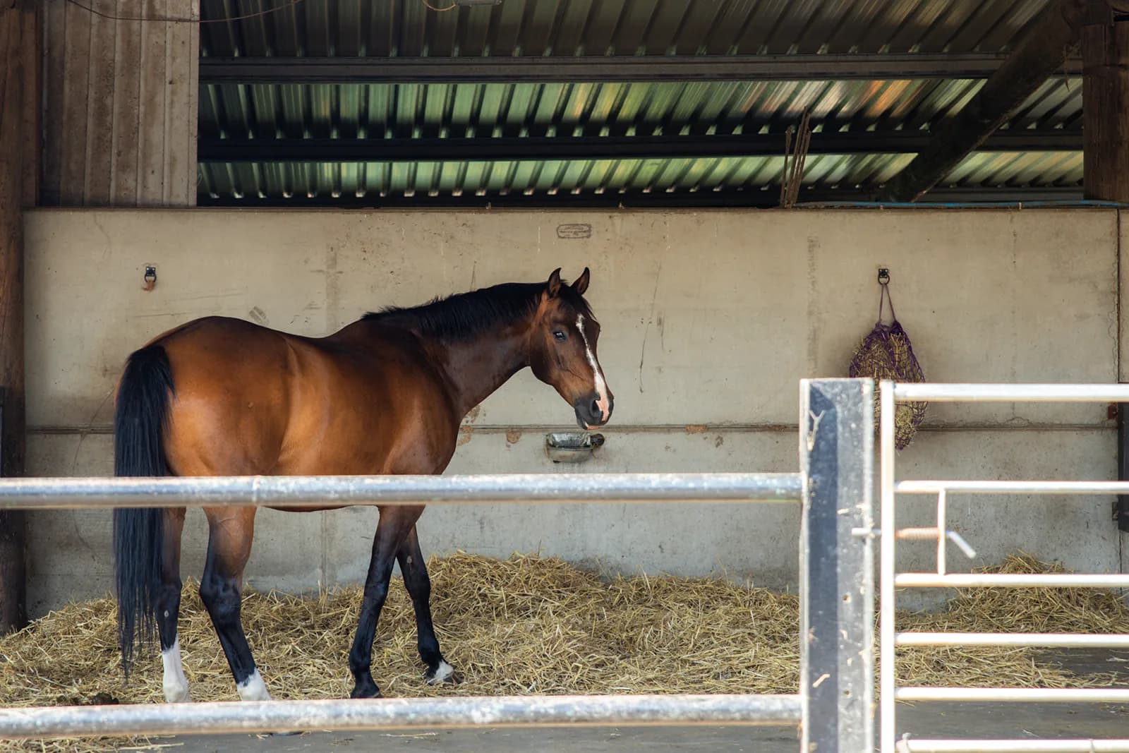Bay horse walking in a deep-straw loose box at Trentvalley Equestrian Centre