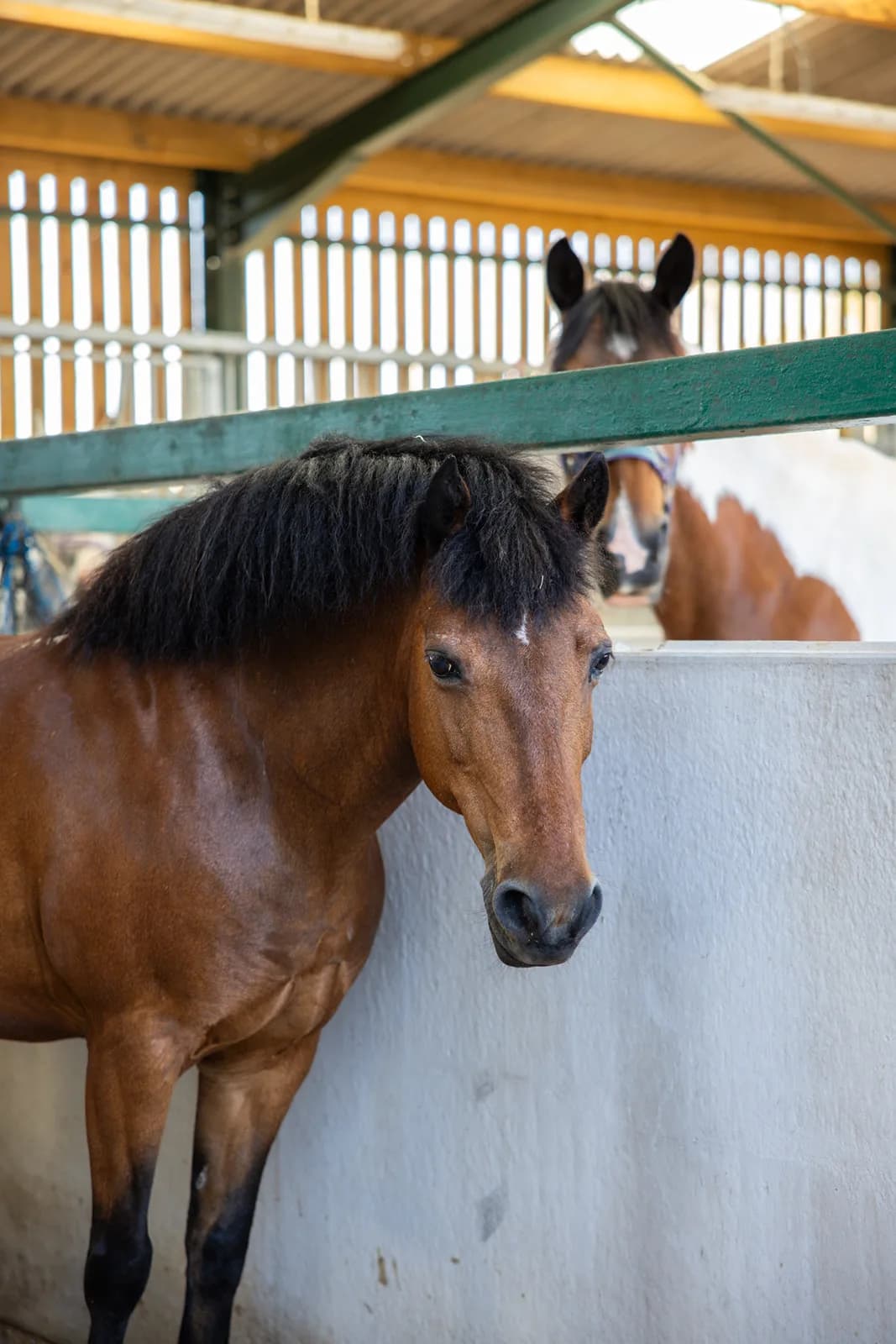 Bay pony looking over a stable partition at Trentvalley Equestrian Centre, with another horse peeking over behind