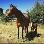 Unique and her foal 'Simply Dior'